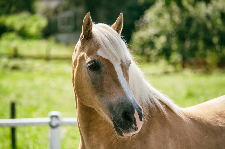 Haflinger