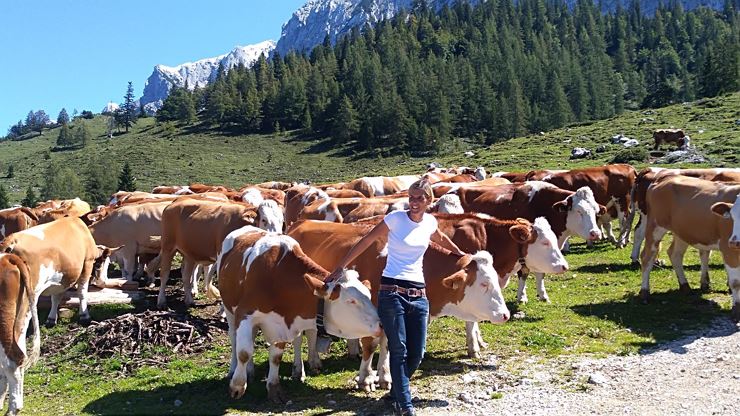 Obere Steinbergalm Kufstein Kühe Sommer