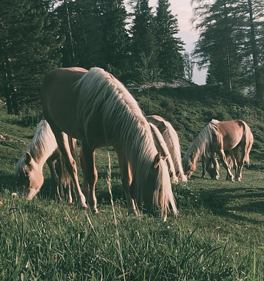 Centro cavalli Fohlenhof & Mondo animale
